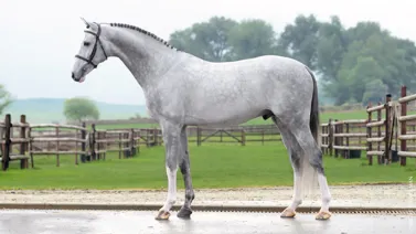 cyrielletemmermanphotos