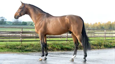 cyrielletemmermanphotos