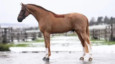 @cyrielletemmermanphoto