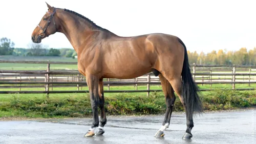     cyrielletemmermanphotos