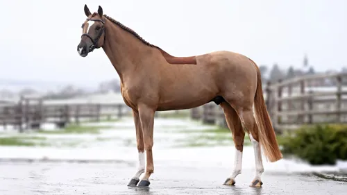 @cyrielletemmermanphoto