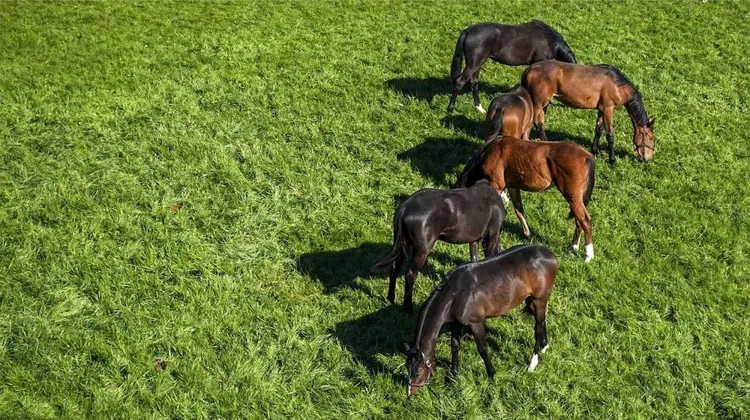 Cavlor vous propose un webinaire gratuit, et vous permet de poser toutes vos questions à leurs experts! Tentez de gagner un pack exclusif en live! 