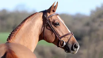 Le fils de Baloubet du Rouet est mort hier après un terrible accident survenu sur un paddock à Auvers.