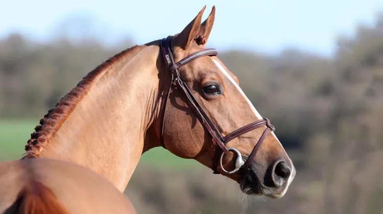Le fils de Baloubet du Rouet est mort hier après un terrible accident survenu sur un paddock à Auvers.