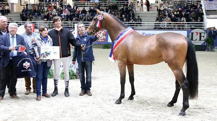 Hors Norme du Lavoir champion des étalons Selle Français