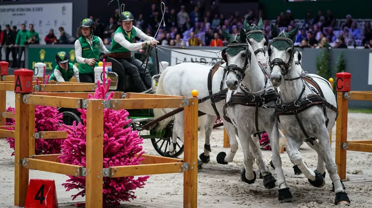 Bram Chardon aux rênes de son attelage à Genève 
