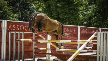 Elfe de Pompadour, un produit 100% complet, champion des 3 ans AA section III