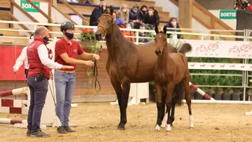 Utrella van de Helle adjugée 94.000 €