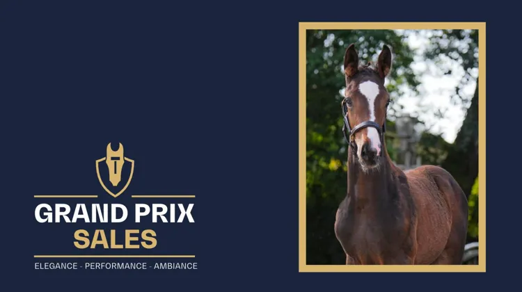 Grand Prix Sales: la dernière vente aux enchères exclusive de poulains en Europe