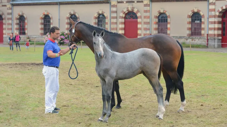 Il est indéniable que le dérèglement climatique et le bien-être animal sont les deux plus grands enjeux auxquels doivent faire face les sports équestres, mais aussi l’élevage de chevaux de sport.