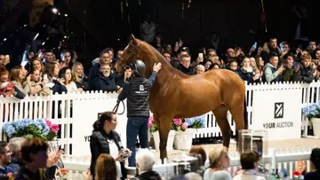 La première édition de YOUR AUCTION a été couronnée de succès.