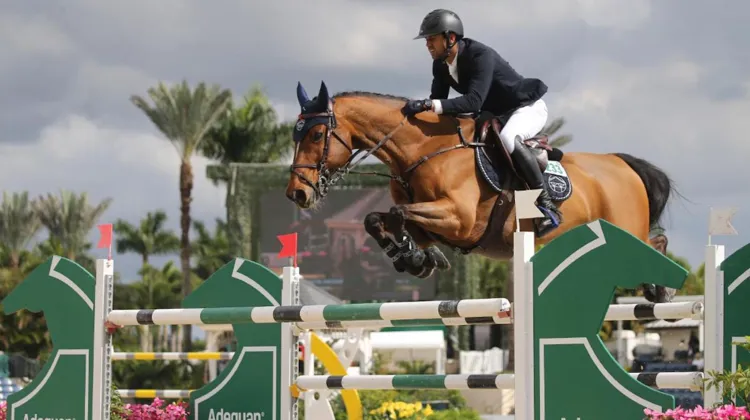 Nayel Nassar et Igor van de Wittemoere à Wellington