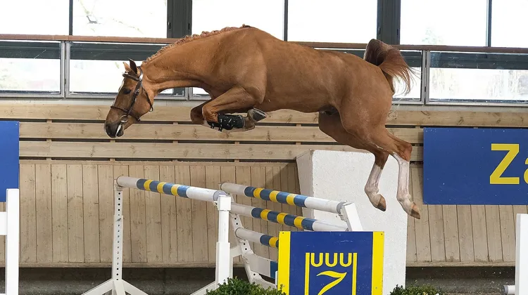 À l'image d'Umberto EM, les fils d'Emerald ont su se démarquer à Deauville