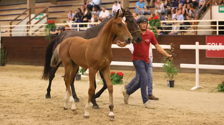 High Level Devil Z adjugé 145.000 €