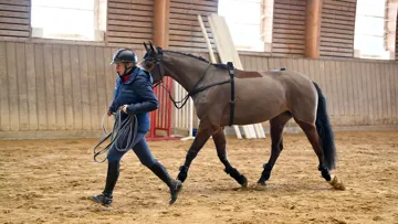 Cheval équipé des septs capteurs EQUISYM