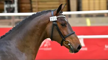 Fils de Dollar du Rouet et d’une mère par L’Arc de Triomphe, Junesco de Riverland a été sacré champion des étalons Selle Français de deux ans.