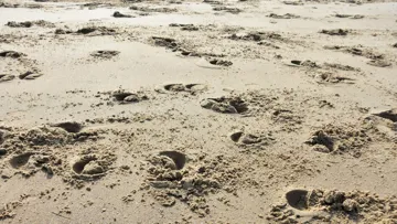  Un mélange sableux doit être équilibré. La souplesse ne peut être la seule qualité visée, auquel cas le sol deviendrait trop profond et inutilisable.