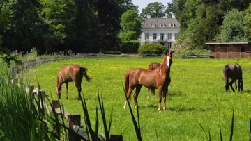 Héberger son cheval à la maison cristallise encore le rêve de beaucoup de propriétaires.