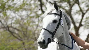 Tolède de Mescam*Harcour dans les allées du stade Al Shaqab, à Doha.