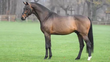 Depuis deux ans, Conthargos a signé une belle progression dans le classement mondial de la Fédération mondiale de l’élevage de chevaux de sport, pointant à la vingt et unième place de la dernière ranking des étalons.