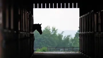 “L'hébergement d'étalons sexuellement actifs dans des boxes adjacents et sans possibilité de contact représente une source de stress”, selon une étude.