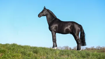 Voué à la reproduction depuis ses onze ans, Diarado figure depuis 2022 au premier rang du classement des étalons de concours complet édité par la Fédération mondiale de l’élevage de chevaux de sport.