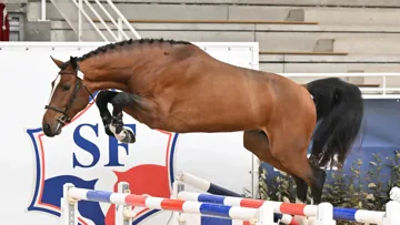 Kasallito des Forêts, né chez Fabrice Paris, a été sacré champion des deux ans.