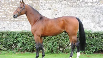 Quadrio Tame est issu de la même souche que Pomone B, championne du monde en 1966 avec Pierre Jonquères d’Oriola, et Nino des Buissonnets, champion olympique en 2012 avec Steve Guerdat.