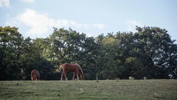 La baisse de rendement des prairies fourragères est devenue une réalité partout en France.