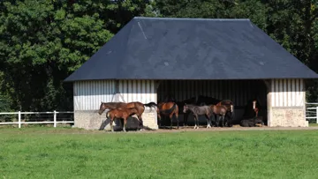 De plus en plus d’éleveurs aménagent des abris dans leurs prés, à l’image de cette très élégante réalisation du haras de Clarbec.