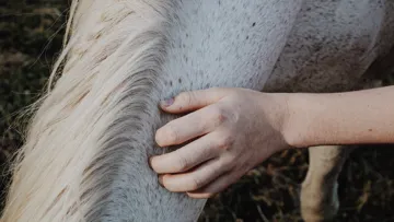 La communication animale est en pleine démocratisation.