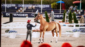 Après le succès des ventes de performers du Printemps des sports équestres, l’été deauvillais a confirmé que les ventes aux enchères sont un mode pertinent de commercialisation de jeunes performers de talent. 