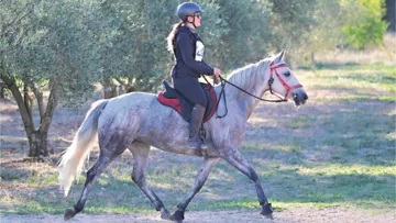 Deuxième de la finale du Cycle libre des six ans à Uzès avec Camille Chevallier, Hora de Bonnefont a fait honneur à ses origines de jument Barbe.