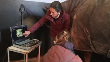 Dre Claudia Fraschetto animant un atelier pratique permettant aux vétérinaires d'améliorer leur technique pour sonder les membres d'un cheval.