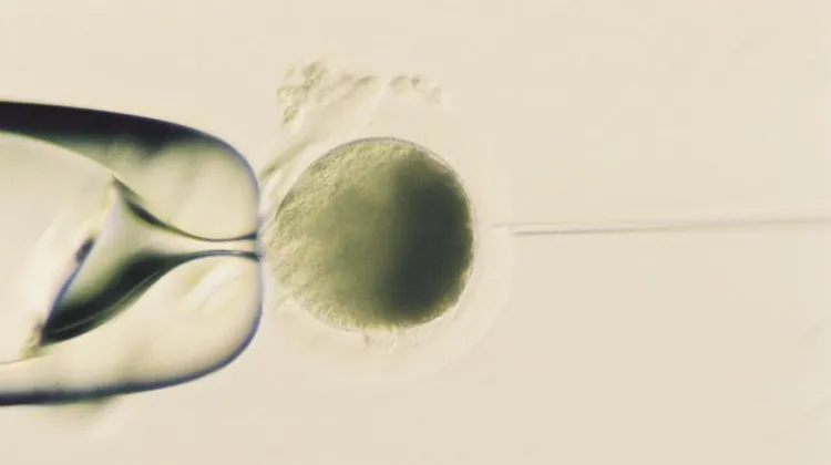 Ovule de jument immobilisé avec une pipette en vue de l’injection d’un spermatozoïde.