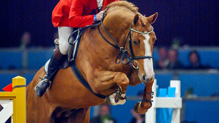 s’il a été consacré à la reproduction assez tôt, Tangelo van de Zuuthoeve a connu une belle carrière internationale avec le Néerlandais Roelof Bril.