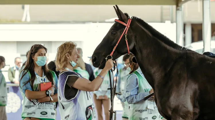 Contrôle vétérinaire lors des championnats du monde d'endurance qui se sont déroulés en 2021 à Pise, en Italie.