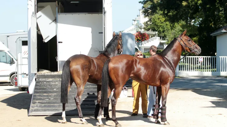 Transporter des chevaux constitue une lourde responsabilité, et un long voyage doit se préparer minutieusement.