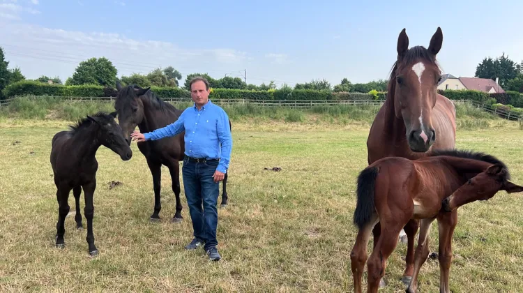 Ayant repris les rênes de la ferme familiale de Courcelles, Thomas Ponthieu oscille aujourd’hui entre ses activités d’éleveur, cavalier et marchand de chevaux.