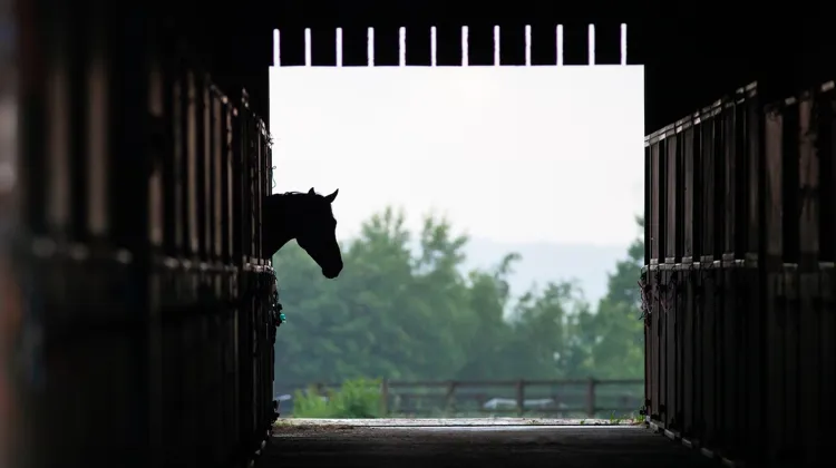 “L'hébergement d'étalons sexuellement actifs dans des boxes adjacents et sans possibilité de contact représente une source de stress”, selon une étude.