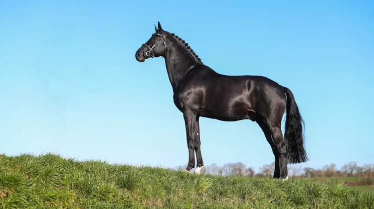 Voué à la reproduction depuis ses onze ans, Diarado figure depuis 2022 au premier rang du classement des étalons de concours complet édité par la Fédération mondiale de l’élevage de chevaux de sport.