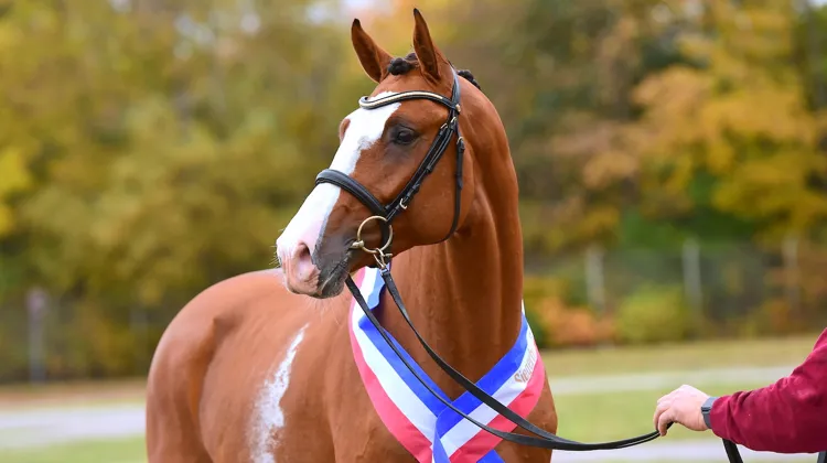 Esmeraldo, champion Suprême de l’approbation du Holstein en 2021.