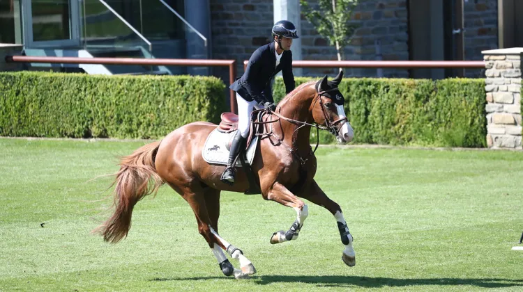 L’an passé, Ermitage Kalone s’est classé deuxième d’un Grand Prix CSI 2* à Valkenswaard avec le Belge Gilles Thomas.