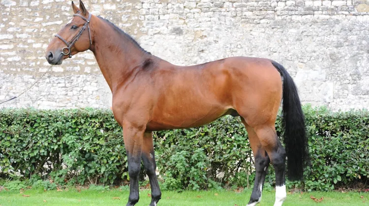 Quadrio Tame est issu de la même souche que Pomone B, championne du monde en 1966 avec Pierre Jonquères d’Oriola, et Nino des Buissonnets, champion olympique en 2012 avec Steve Guerdat.
