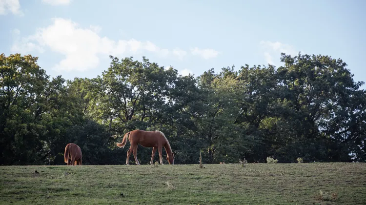 La baisse de rendement des prairies fourragères est devenue une réalité partout en France.
