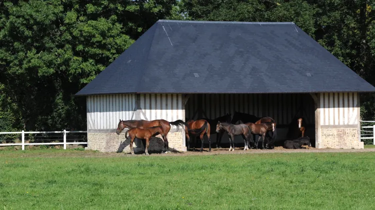 De plus en plus d’éleveurs aménagent des abris dans leurs prés, à l’image de cette très élégante réalisation du haras de Clarbec.