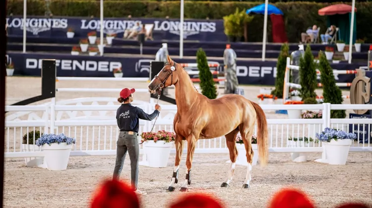 Après le succès des ventes de performers du Printemps des sports équestres, l’été deauvillais a confirmé que les ventes aux enchères sont un mode pertinent de commercialisation de jeunes performers de talent. 