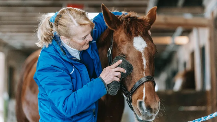 Compagnon de longue route, le vieux cheval peut vivre une vie parfaitement équilibrée s’il habite dans un environnement adapté.