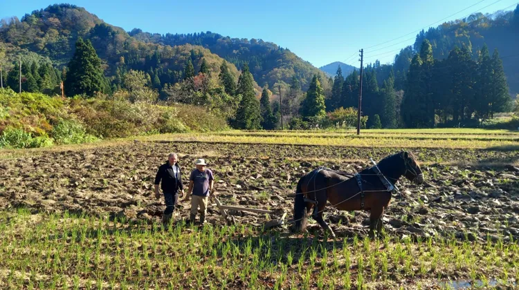 En novembre, le Conseil des Chevaux de Normandie, le centre de valorisation du Haras du Pin, l’IFCE et le Haras national du Pin se sont rendus au Japon afin de faire connaître aux meneurs japonais les techniques françaises d’attelage et de traction animale.