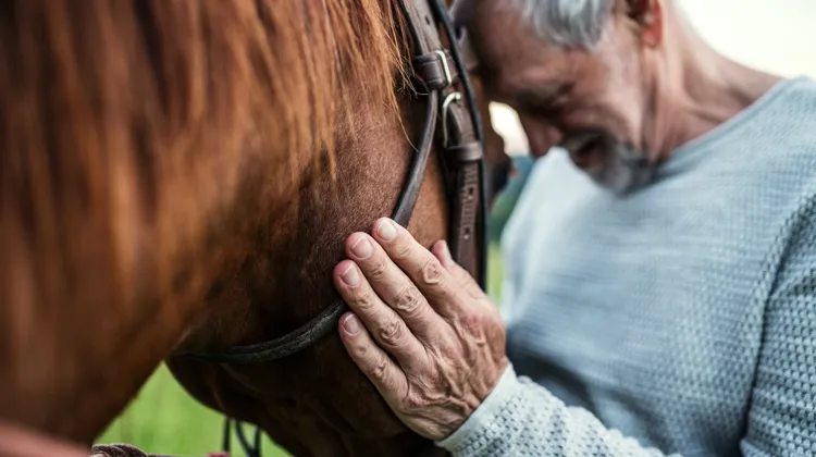 Le bien-être animal devenant une valeur de plus en plus importante pour les propriétaires, ces derniers font davantage appel à des assurances.